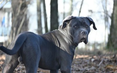 Maak kennis met de krachtige Cane Corso